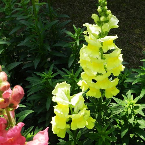 Common Snapdragon Seed 100 Seeds Antirrhinum Majus